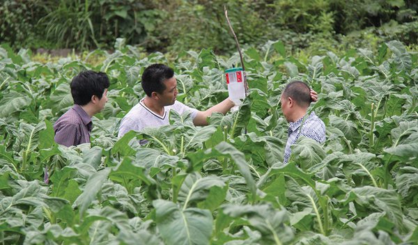 China Aims to Increase Tobacco Farmers’ Income