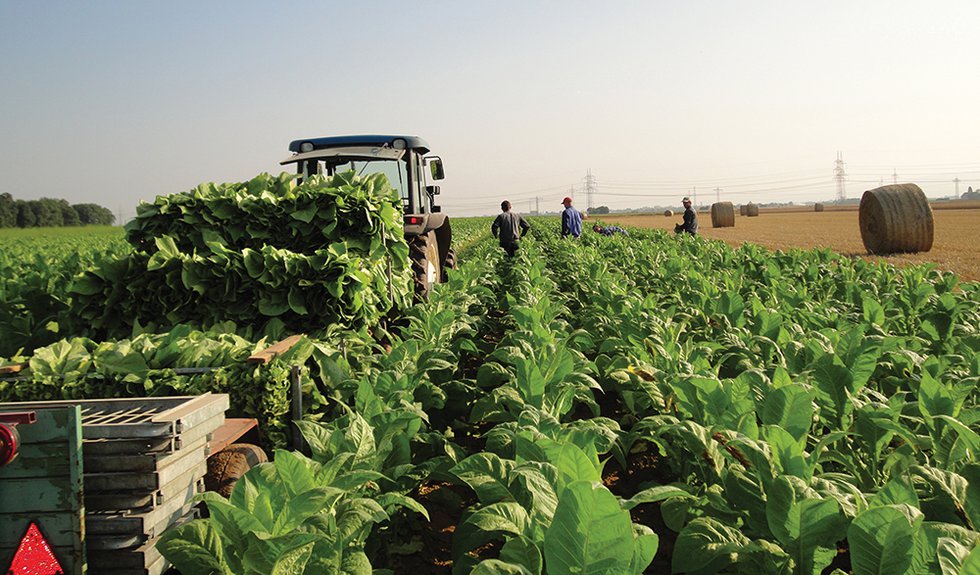 German and French Tobacco Growers in Crisis?