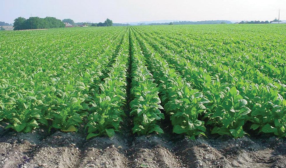 German and French Tobacco Growers in Crisis?
