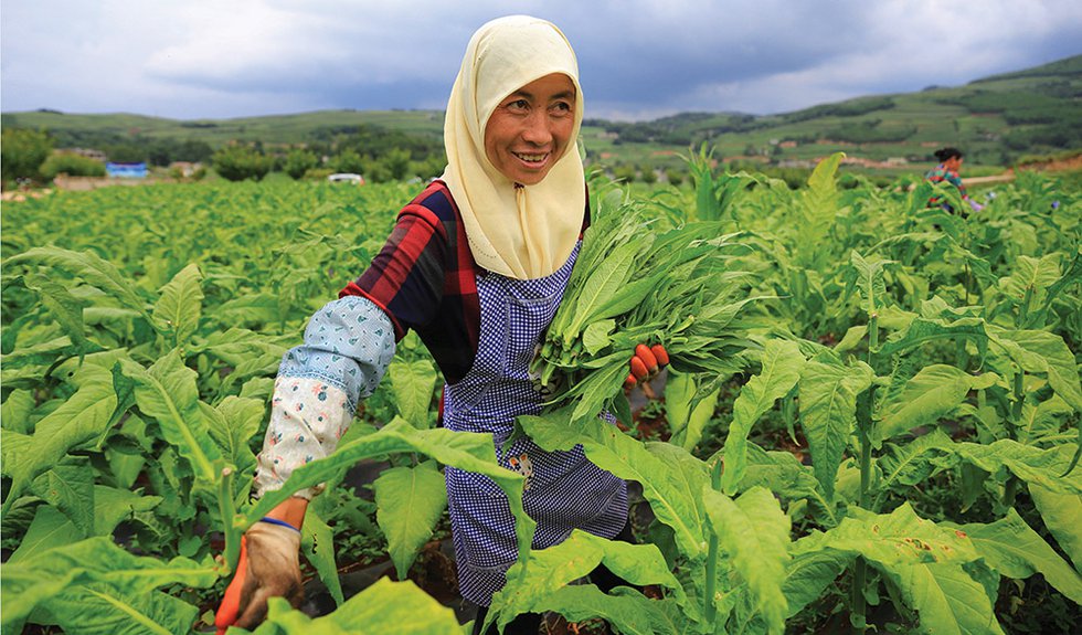 Innovative Changes in Tobacco: A Case Study of Tobacco-Cultivation Areas in Guizhou, China