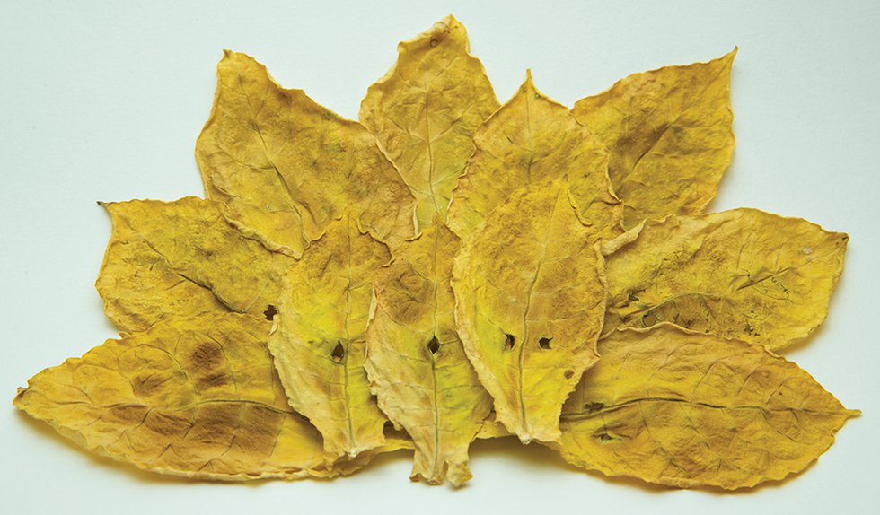 TA16i3-Oriental-leaf.jpg