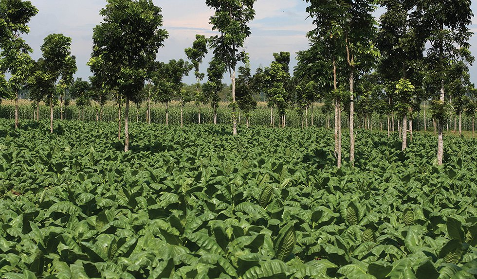 Sustainable Tobacco Farming