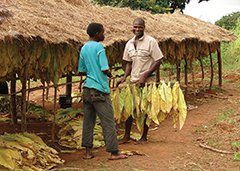Malawi: Premium Burley to the World